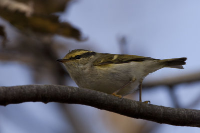 Rare Birds in the Netherlands 2011 by Co van der Wardt