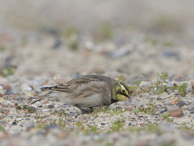 Horned Lark