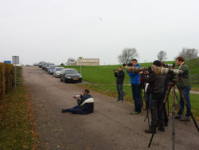 Dusky Warbler, 08-Nov-2015