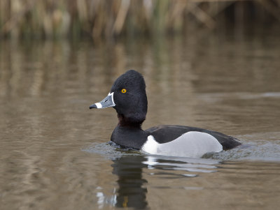 Ring-necked Duck