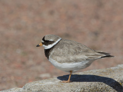 Great Ringed Plover 
