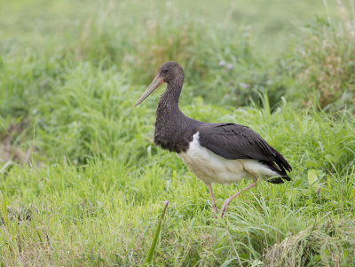 Rare Birds in the Netherlands 2014 by Co van der Wardt