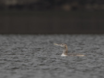 Yellow-billed Diver