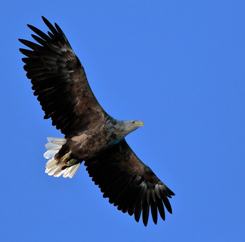 Eagle1.jpg