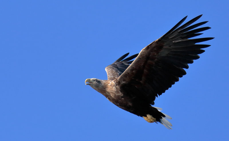 Eagle2.jpg