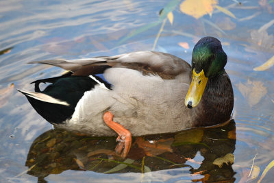 DSC_3825a.jpg