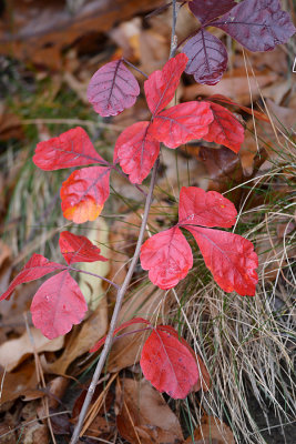 DSC_4319a.jpg