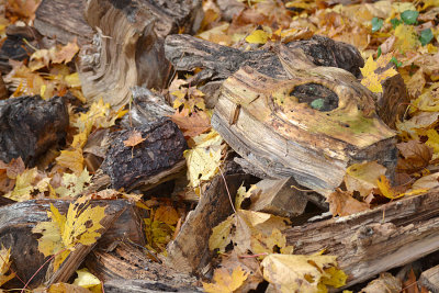 DSC_4260a.jpg
