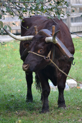 DSC_0355a.jpg