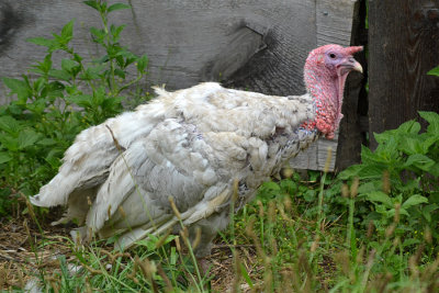 DSC_2241a.jpg