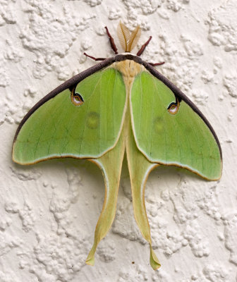 Moth