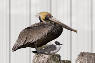 Pelican and Gull