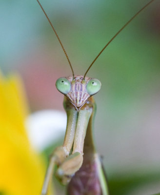 Praying Mantis Face On