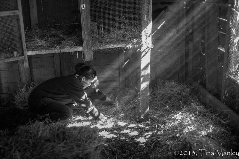 Cleaning the Guinea House