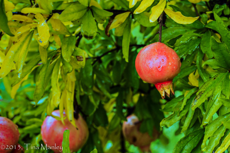 Pomegranates