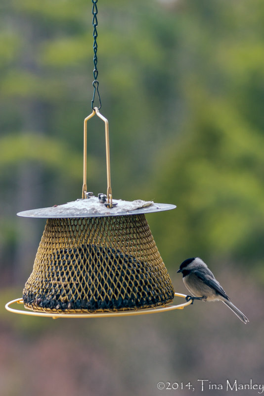 Black-capped Chickadee