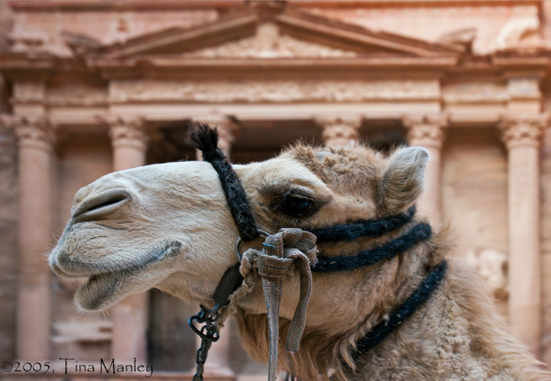 Petra Camel