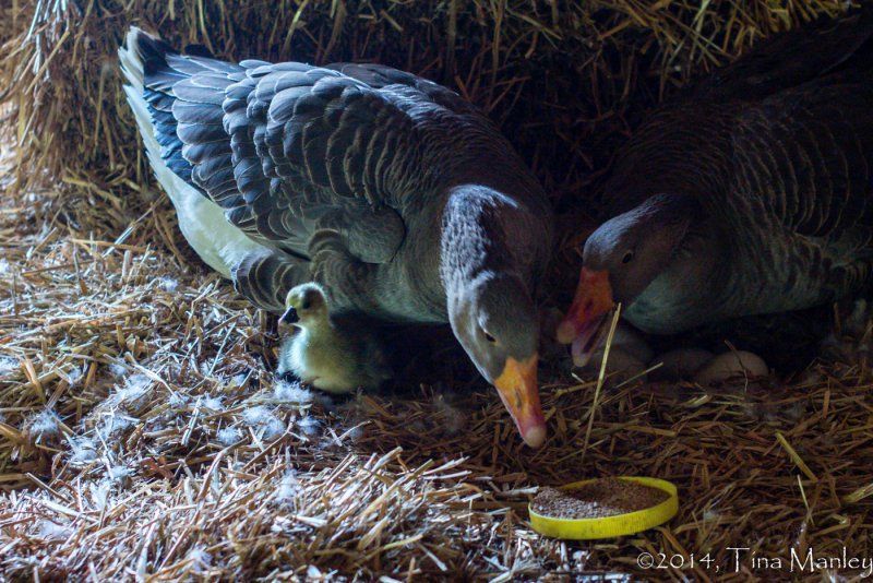 Proud Parents