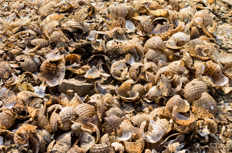 Shell Puzzle