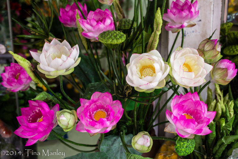 Lotus Blossoms