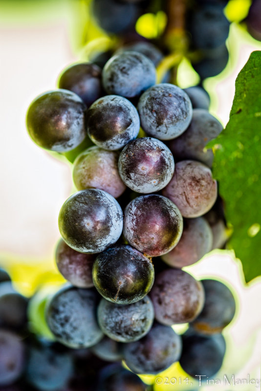 Concord Grapes