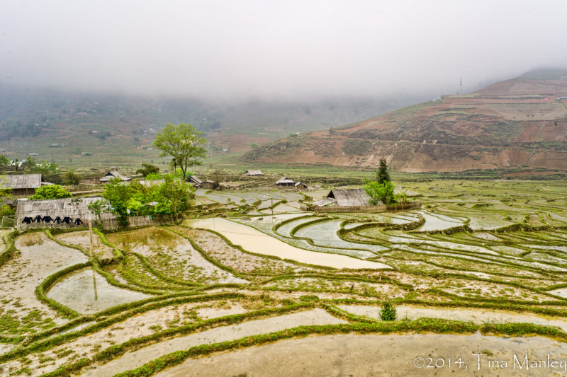 Rice Paddies with Clothesline