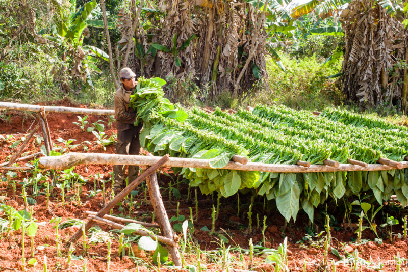 Jorge Racking Tobacco