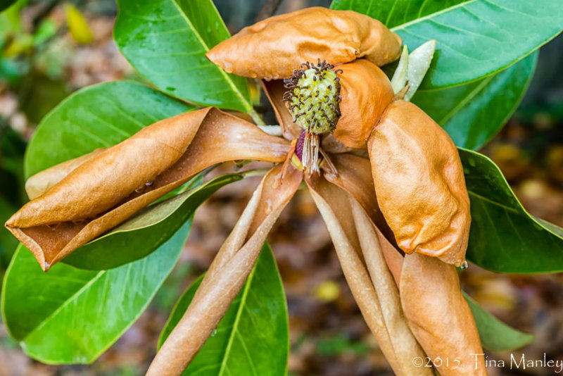 Last Day for Magnolia Bloom