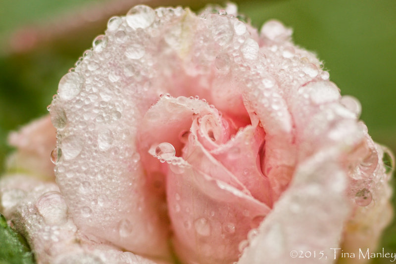 Rosebud, 3