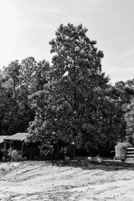 Magnolia Tree