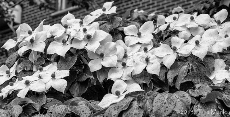 Dogwood in Brooklyn