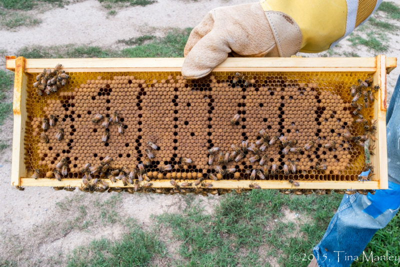 Bee Brood and Bread