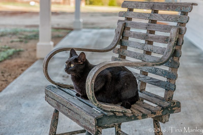 Scout in a Chair