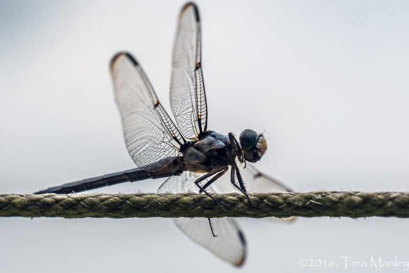 Dragonfly