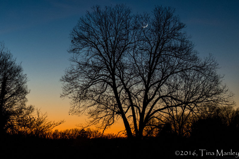 Moon in the Tree