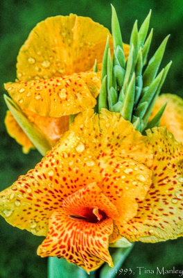 Guatemalan Flower