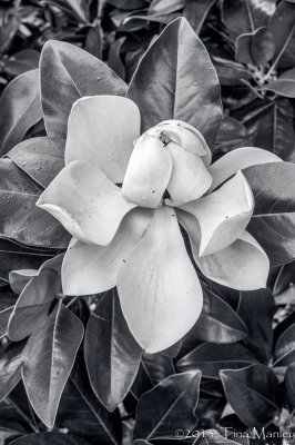 Magnolia, Day 3