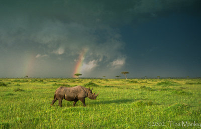 Rhinoceros and Rainbows