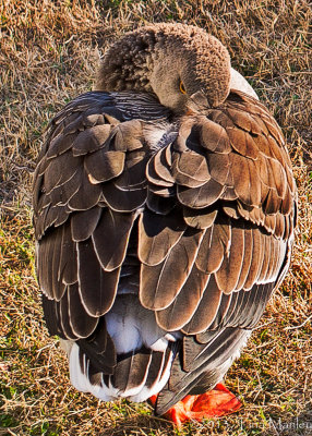 Cropped Goose