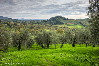 Petrognano Olives, II