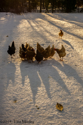 Sunrise with Hens