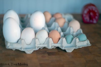 A Variety of Eggs