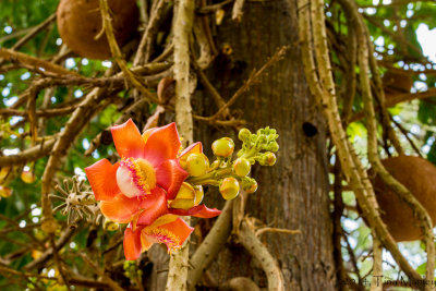 Jackfruit Flower