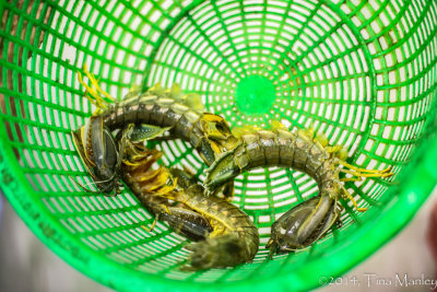 Prawns?