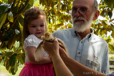 Sadie Meets the Chicks!