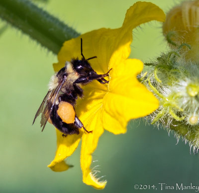 Pollinating Bee