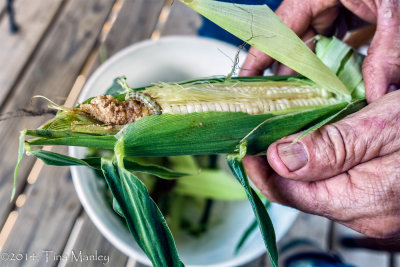 Corn Harvest