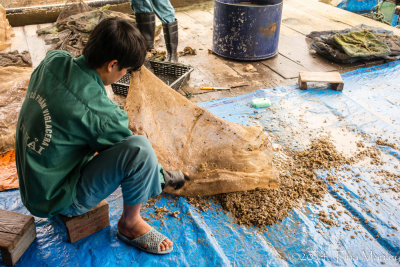 Harvesting Baby Oysters, II