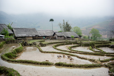 Geese Weeding the Rice Paddies