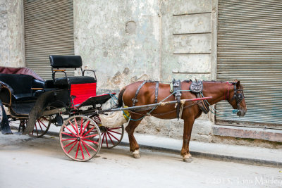 Horse Carriage